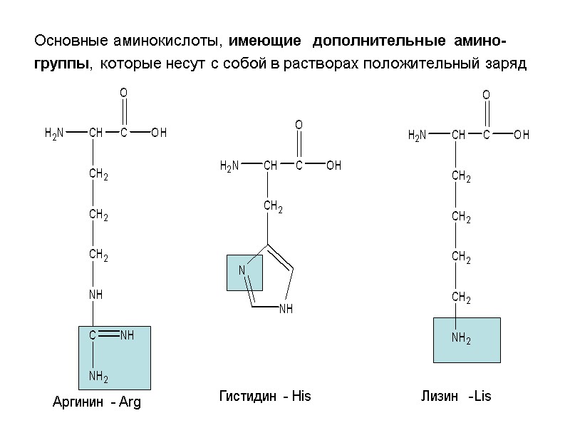 Основные аминокислоты, имеющие дополнительные амино-группы, которые несут с собой в растворах положительный заряд Аргинин